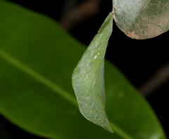 Pseudacraea lucretia expansa