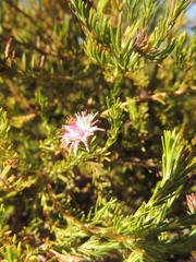 Diastella proteoides