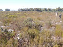 Diastella proteoides