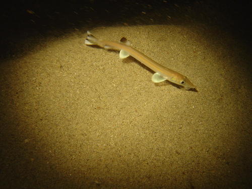 Beaked salmon (Gonorynchus gonorynchus) — Gonorynchidae — 5