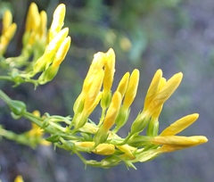 Sebaea hymenosepala