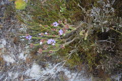 Roella triflora