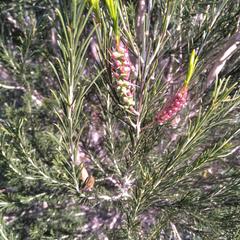 Melaleuca armillaris armillaris