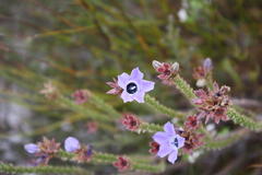 Roella triflora