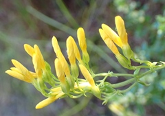 Sebaea hymenosepala