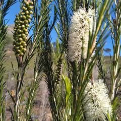 Melaleuca armillaris armillaris