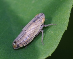 Doratura