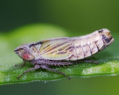 Doratura