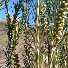 Melaleuca armillaris armillaris