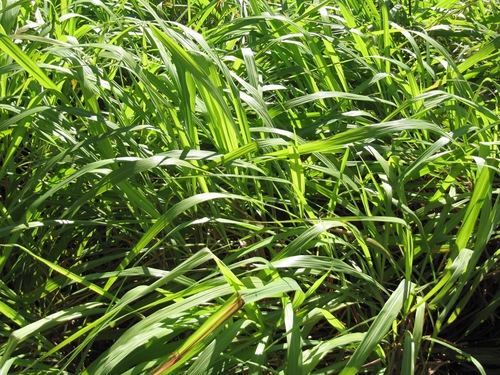 Cymbopogon winterianus