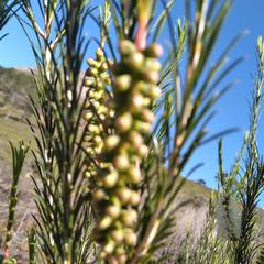 Melaleuca armillaris armillaris