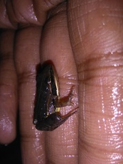 Ptychadena neumanni