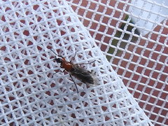 Dilophus tibialis breviceps