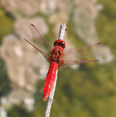 Crocothemis erythraea