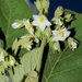 Solanum abutiloides - Photo (c) MBG, algunos derechos reservados (CC BY-NC-SA)