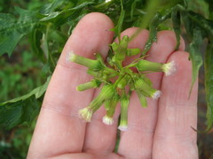 Erechtites valerianifolius