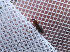 Dilophus tibialis breviceps