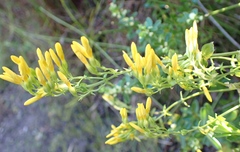 Sebaea hymenosepala