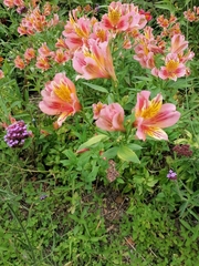 Alstroemeria aurea