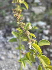 Ocimum americanum image