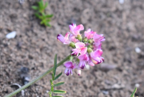 Image of Lessertia stenoloba by (c) Justin Ponder, some rights reserved (CC BY)