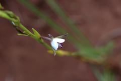 Eulophia hians hians