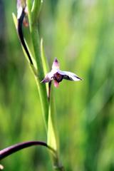 Eulophia hians hians