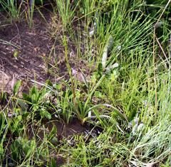 Eulophia hians hians