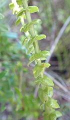 Sebaea hymenosepala