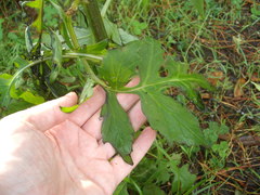 Erechtites valerianifolius