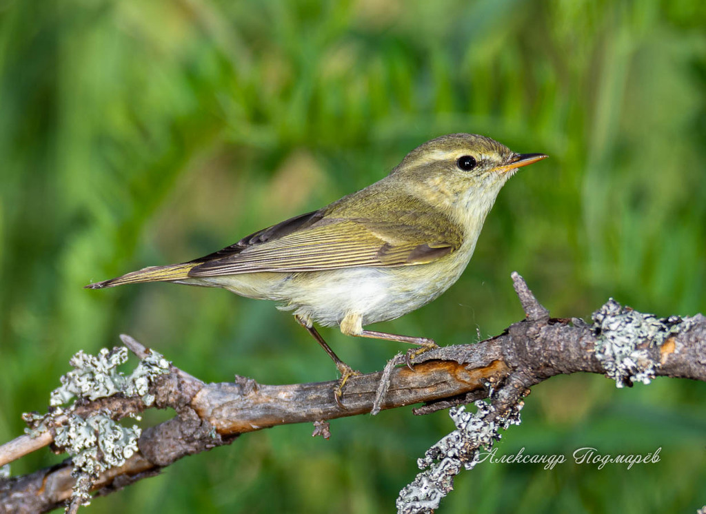 Two-barred Warbler photo