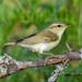 Greenish Warbler - Photo (c) Александр, some rights reserved (CC BY-NC-SA), uploaded by Александр
