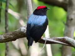 Lance-Tailed Manakin photo 5