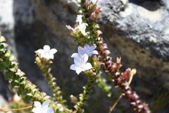 Roella amplexicaulis