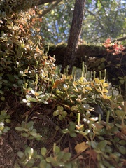 Peperomia catharinae
