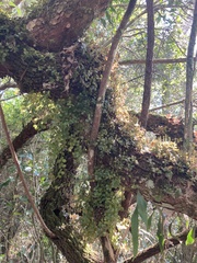 Peperomia catharinae