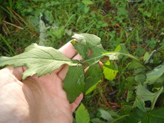 Erechtites valerianifolius