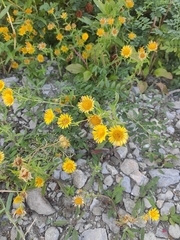 Pentanema britannica