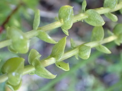 Sebaea hymenosepala