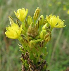 Bulbine narcissifolia