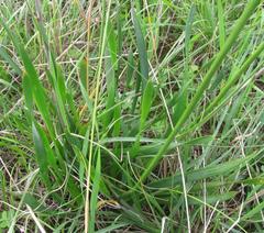 Bulbine narcissifolia