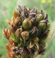 Bulbine narcissifolia