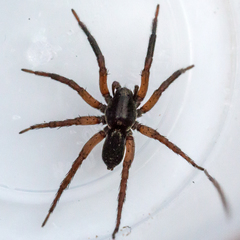 Trochosa sepulchralis