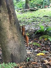 Sciurus granatensis