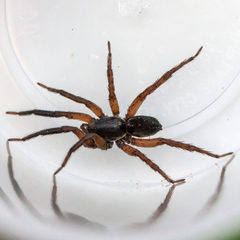 Trochosa sepulchralis