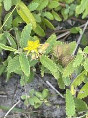 Corchorus junodii