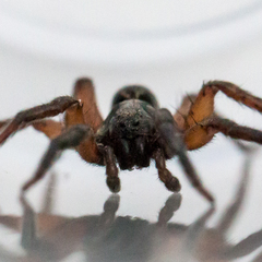 Trochosa sepulchralis