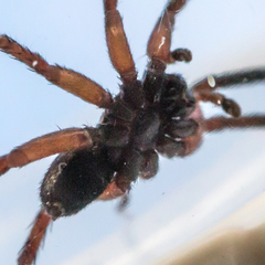 Trochosa sepulchralis