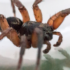 Trochosa sepulchralis