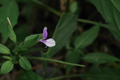 Justiciinae
